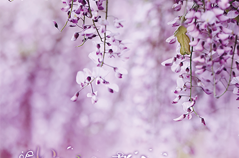 いとしいとしと書いて藤の花